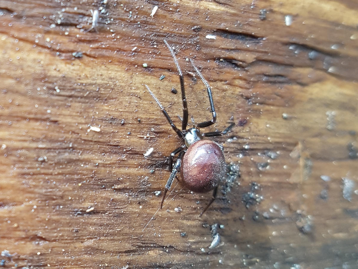 Паука «Ложная вдова» появились по всей России — бояться их не надо: рассказываем, как отличить от «Черных вдов»