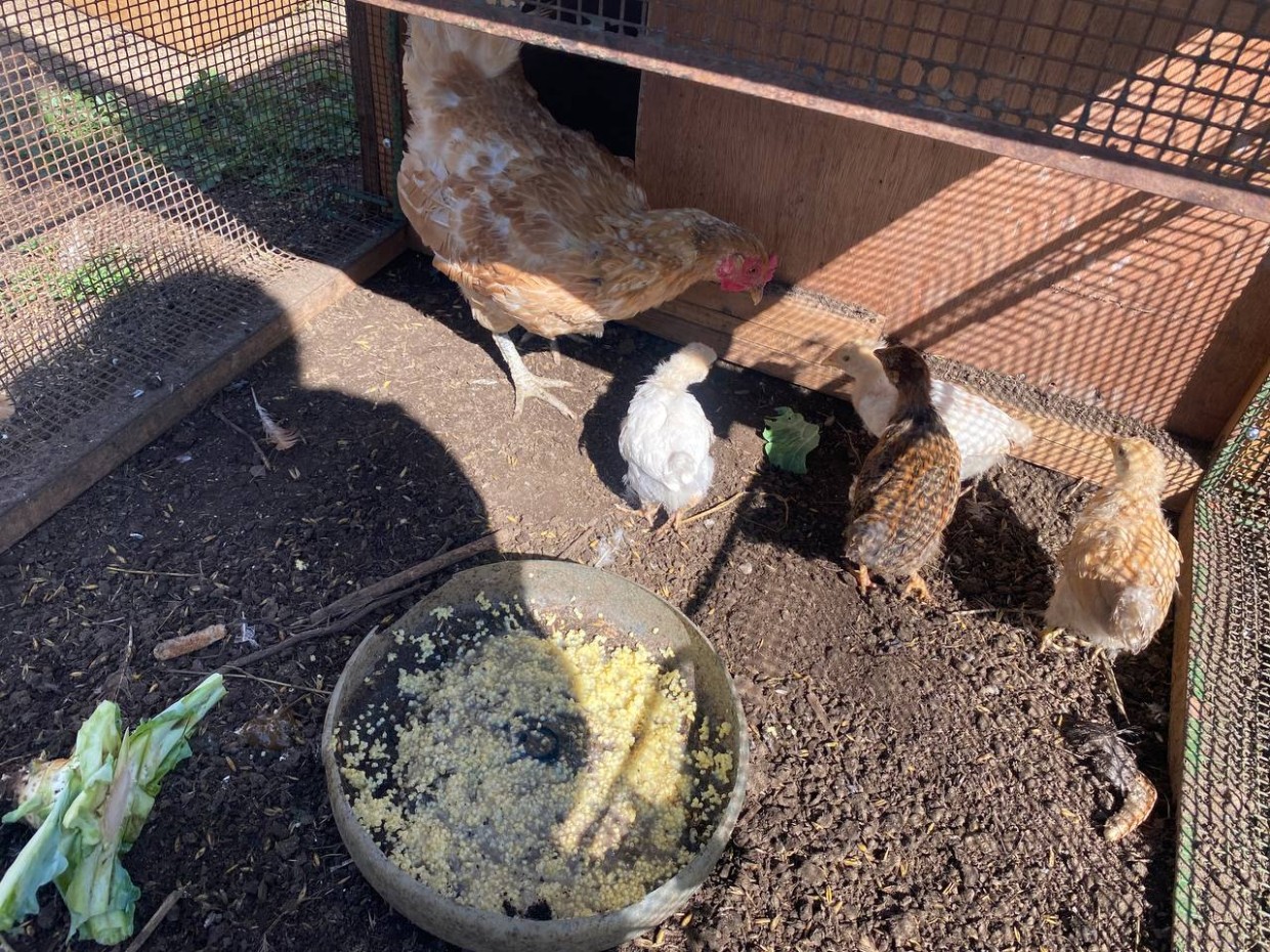 Когда ждать продажу кур-несушек?