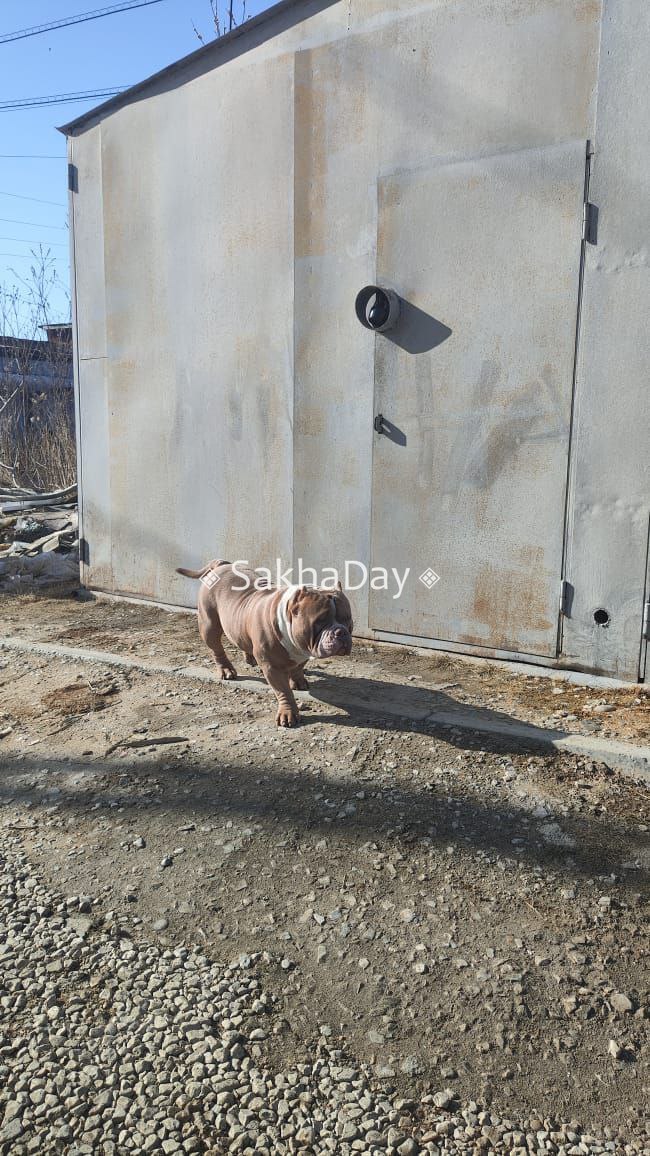 «Сигнал о питбулях направили в Управление ветеринарии»