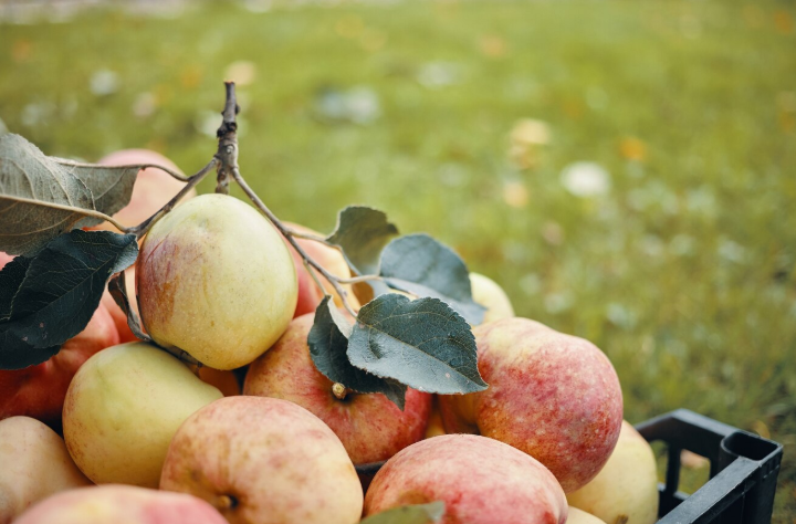 Спасите свои яблони: плодожорки атакуют — способы защиты