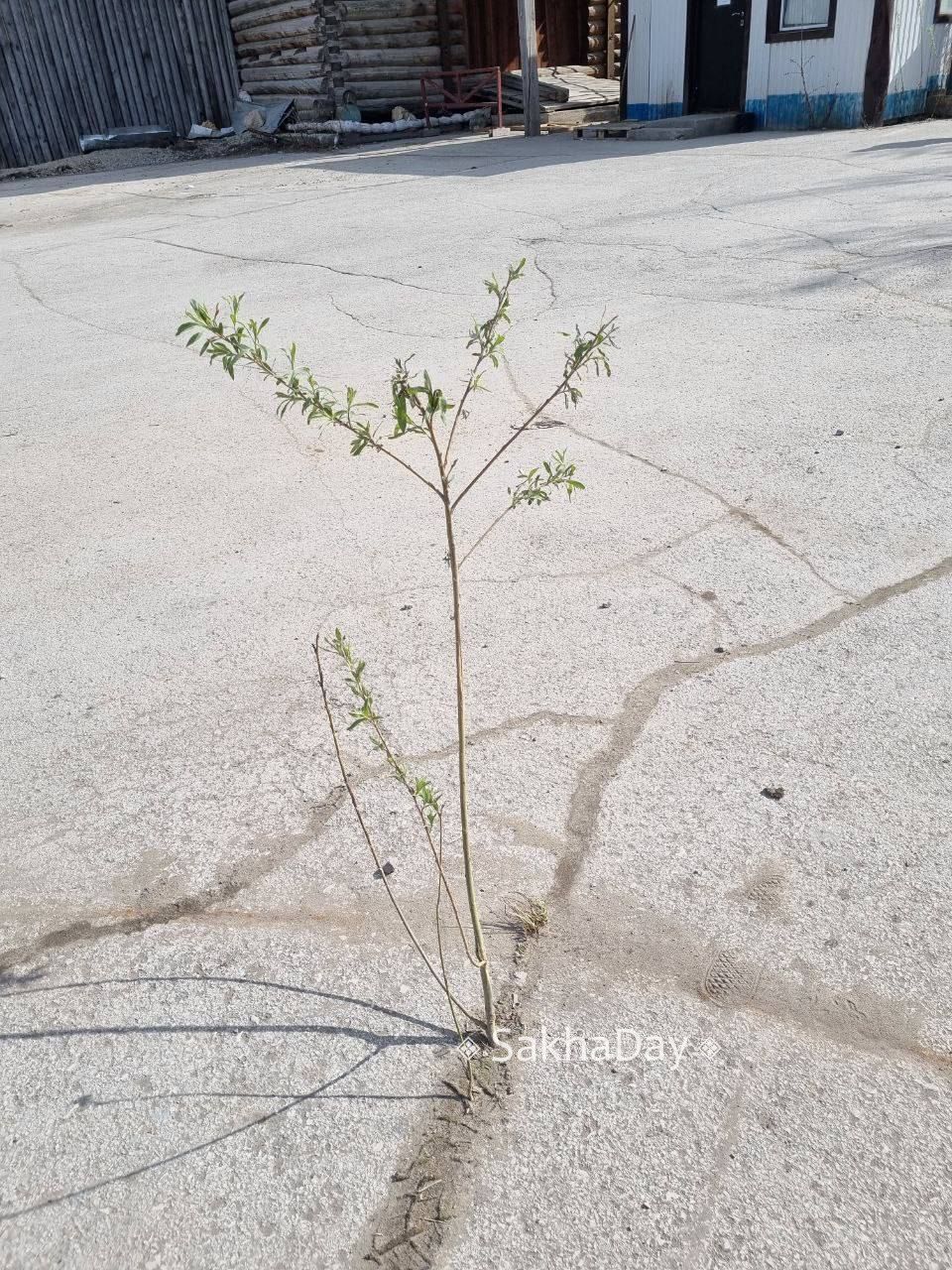 Якутян просят быть осторожнее: в республике ожидается непогода