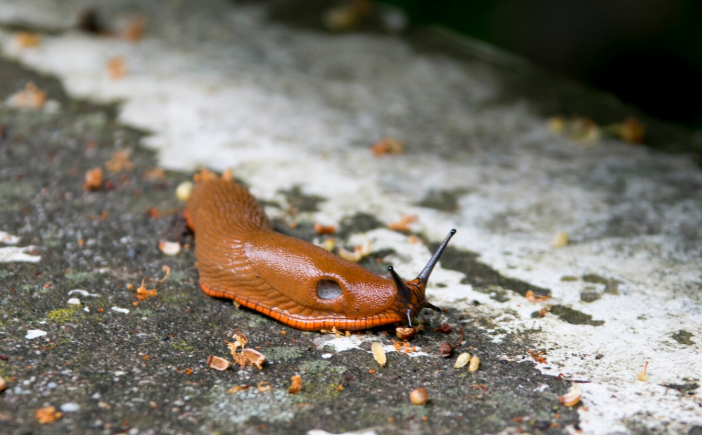 Уничтожаем всех слизней: садовые вредители полностью исчезнут — методы борьбы