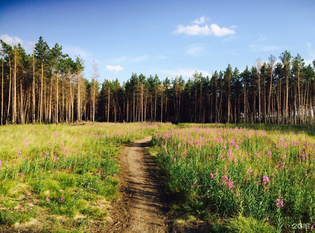 Городской парк Якутска не будет застраиваться коттеджами