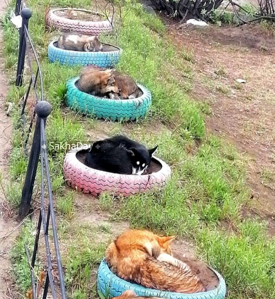 «Цветы сорт "Барбос"»: фотография с собаками на клумбах в Депутатском покорила интернет