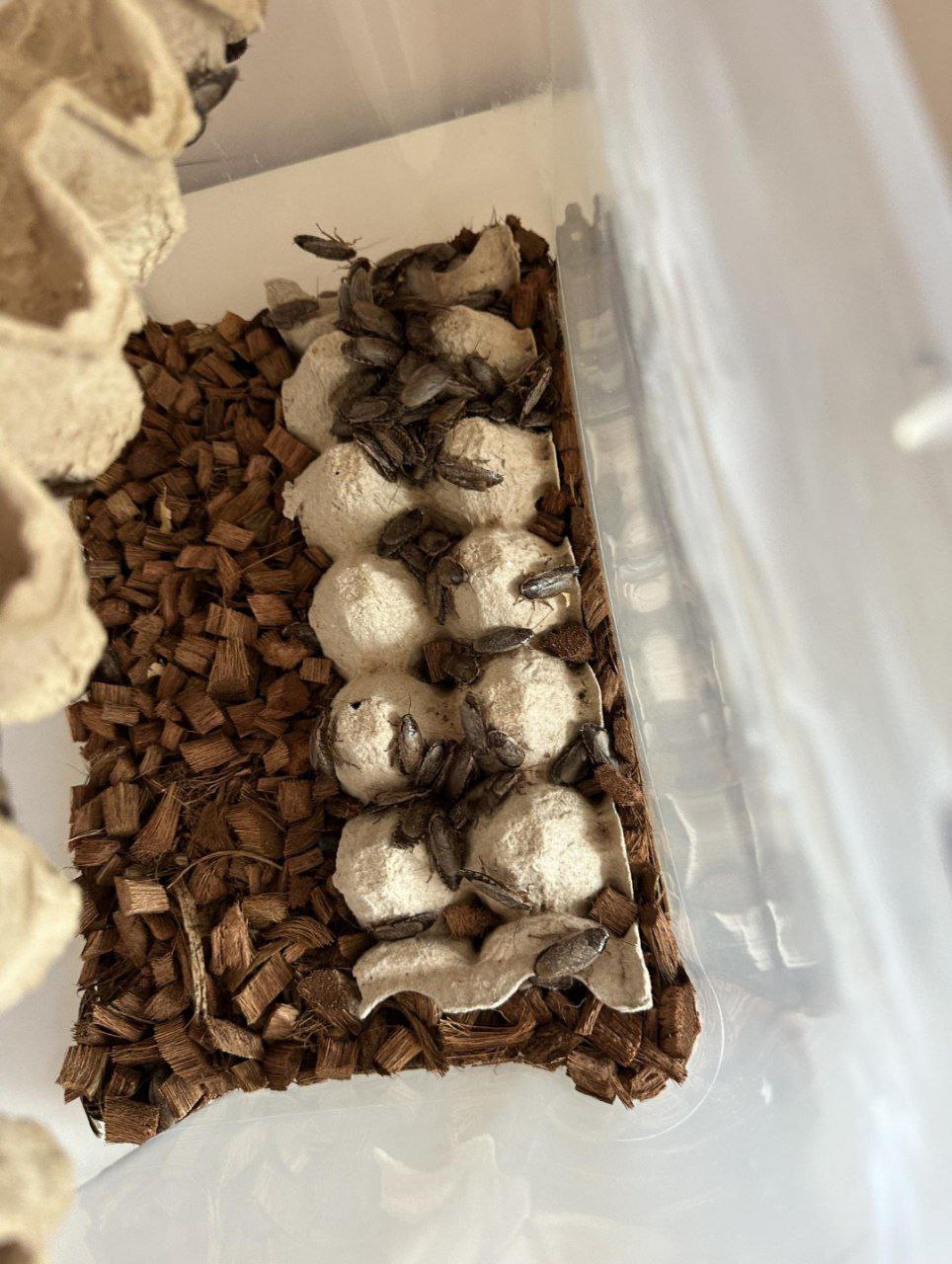 Фотофакт. В Якутске продают мраморных тараканов — зачем они нужны и почему так ценятся?