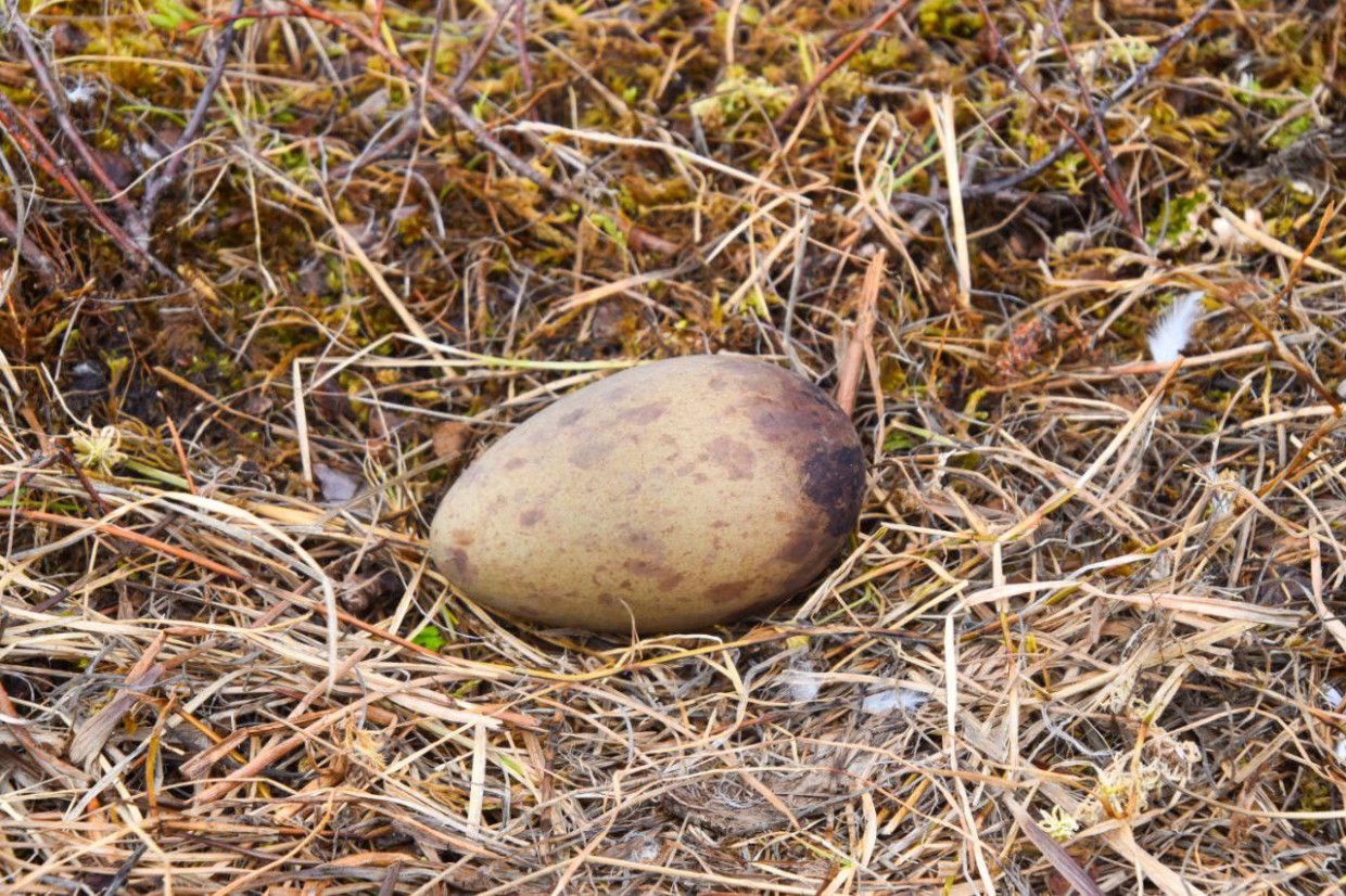 Яйца стерхов восточной популяции доставлены в Якутск
