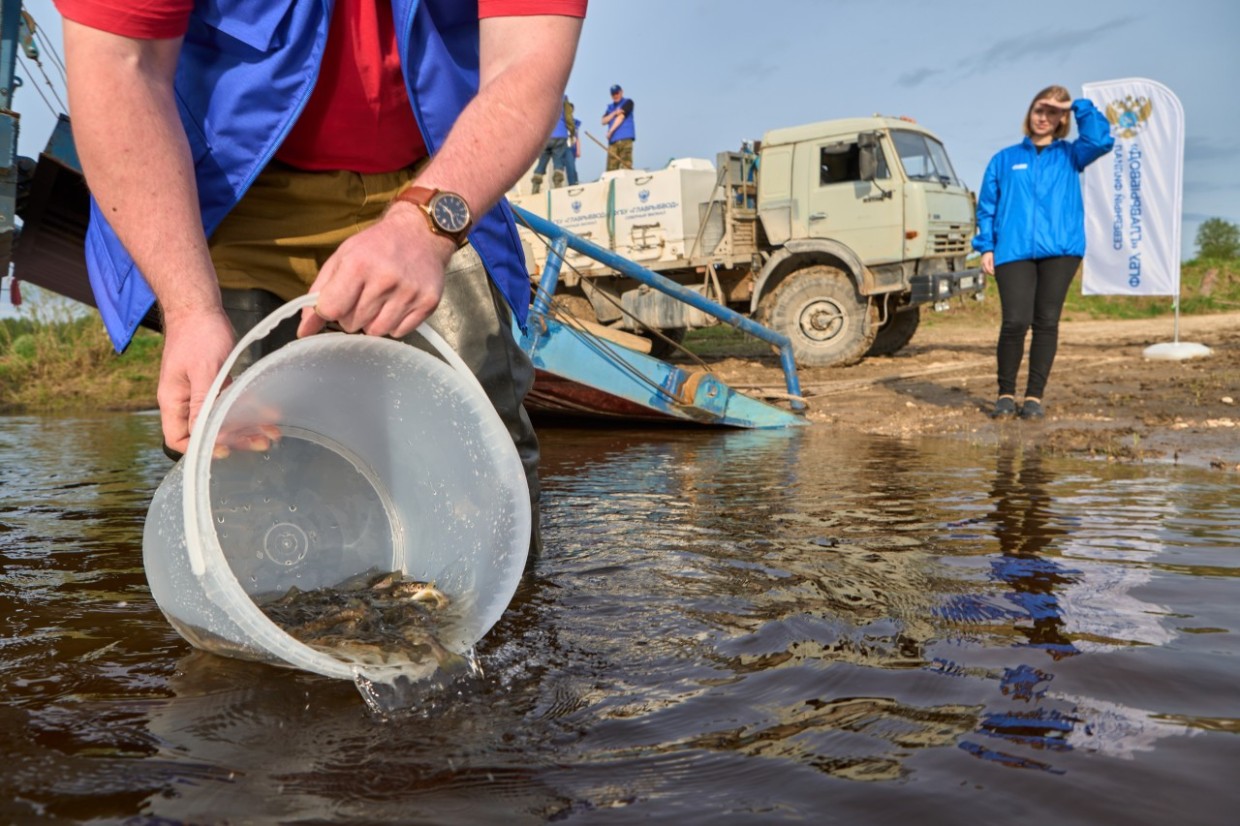 «Газпром нефть» восполнит популяцию ценных видов рыб в четырех регионах России