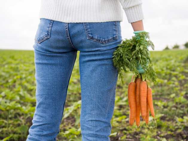 Морковные вредители: способы защиты урожая — морковная муха больше не опасна