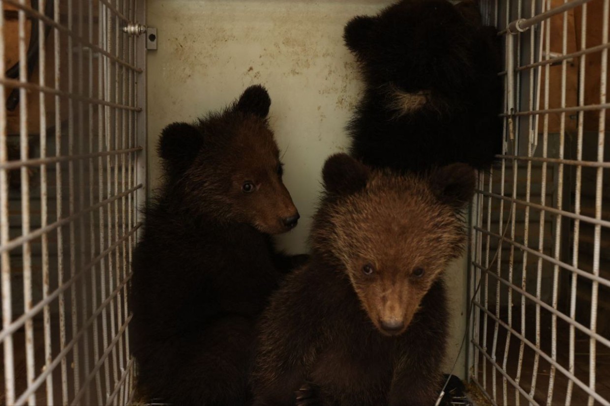 Спасенным медвежатам-сиротам из Якутии подарили машину яблок