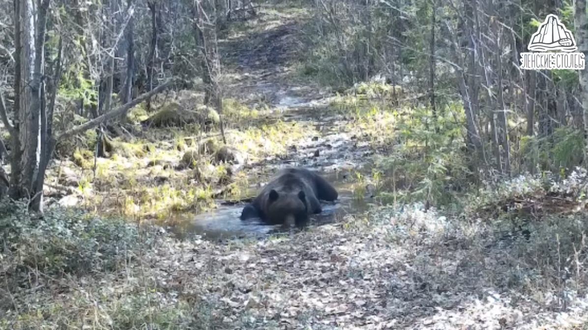 Видеофакт: В парке "Ленские столбы" сняли медведя, пускающего пузыри в лесной лужице