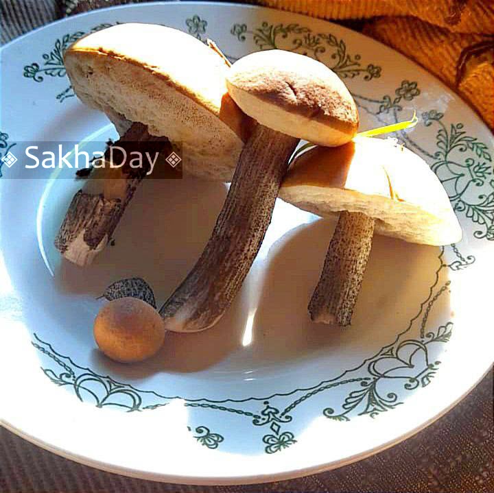 В Якутске в июне собрали подберёзовики. Почему так рано?