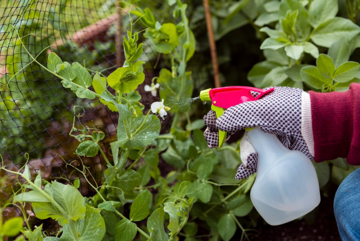 Тля полностью ушла: спасите свою смородину в этом сезоне — чудо раствор