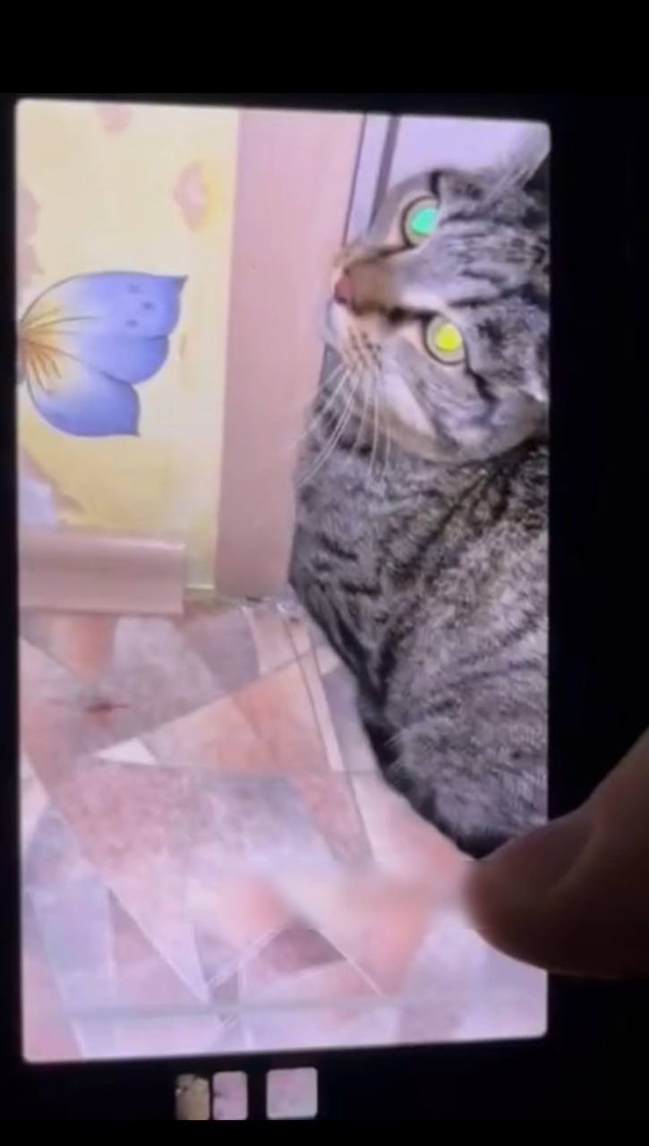 В Якутске завершена экспертиза по делу о жестоком обращении с котом