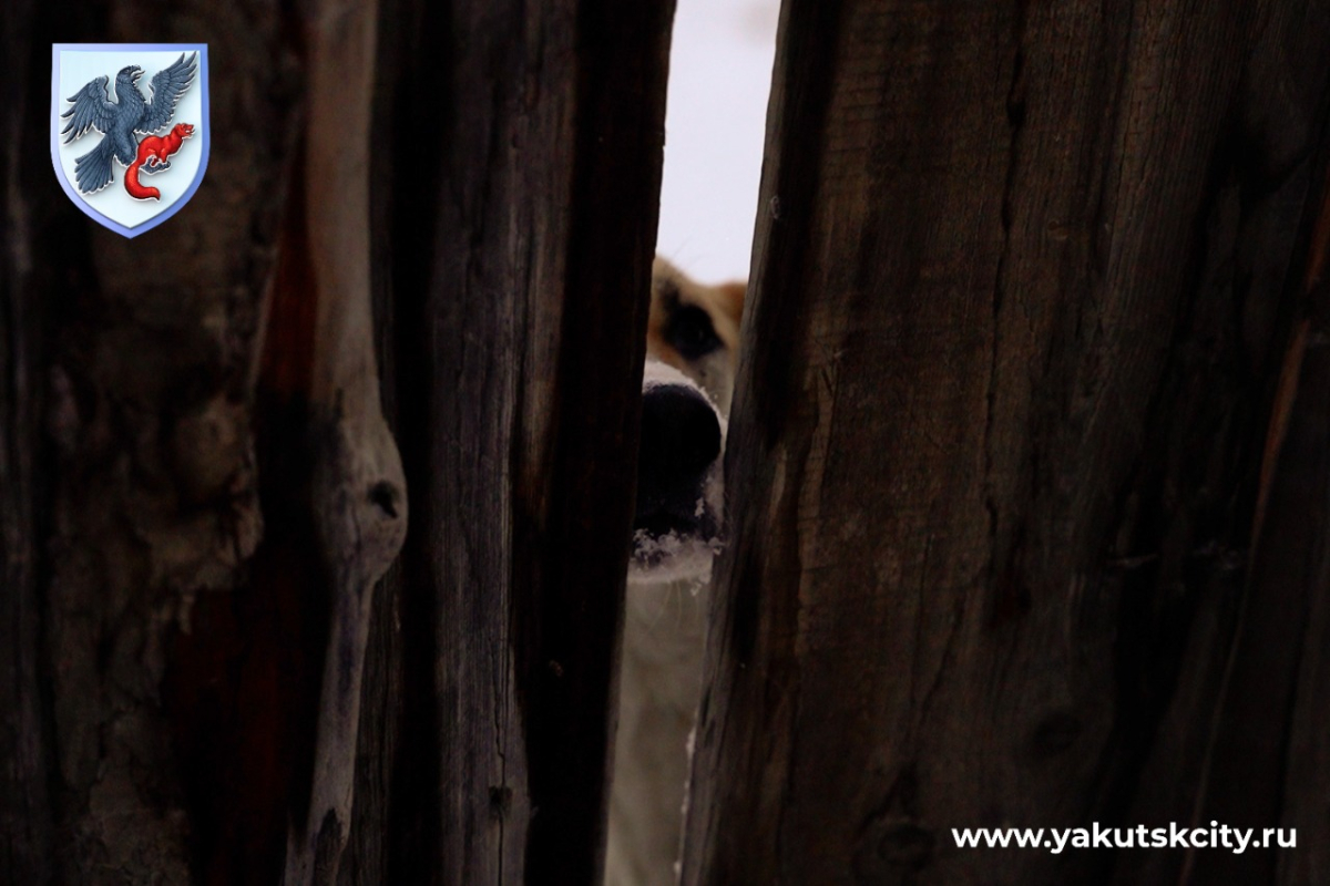 Вступил в силу закон, запрещающий установку сплошных заборов на дачных участках