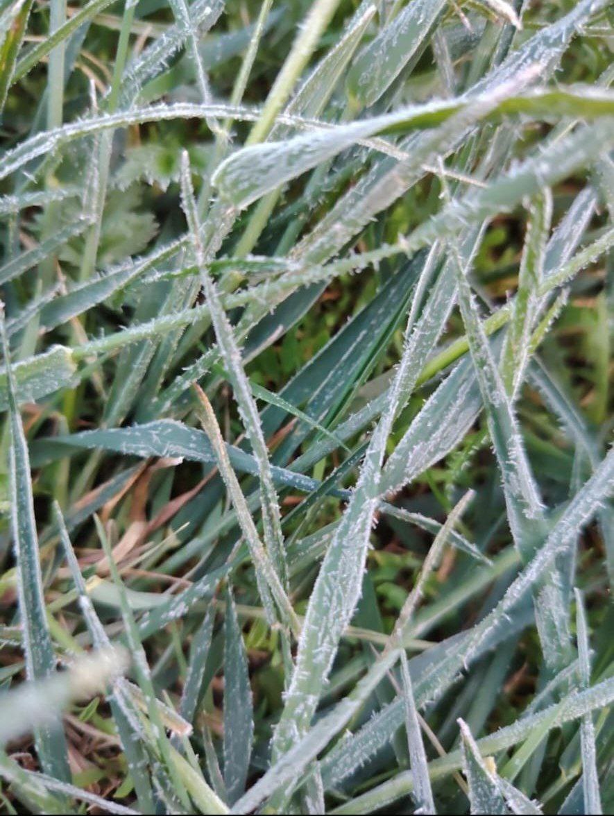 В Сунтарском улусе заморозки