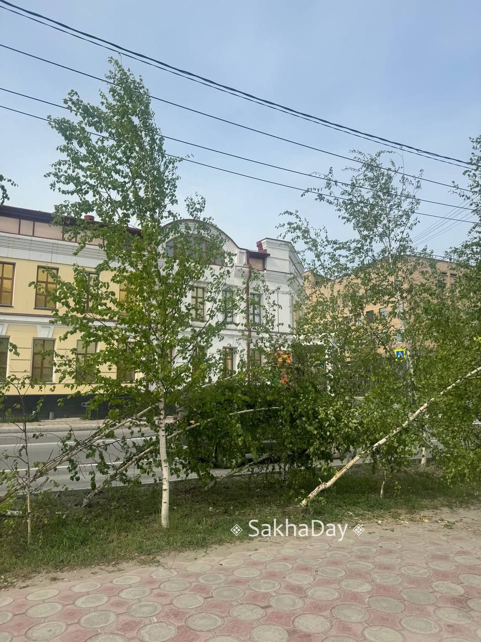 Фотофакт: Кто сломал многолетние березы в центре Якутска?