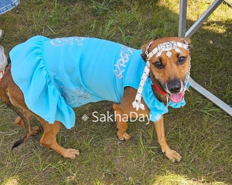 Насколько уместно брать с собой собаку на Ысыах?