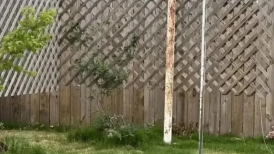 Котик повсюду: только 1 человек из 100 способен найти кота за 15 секунд — ставьте таймер и дерзайте