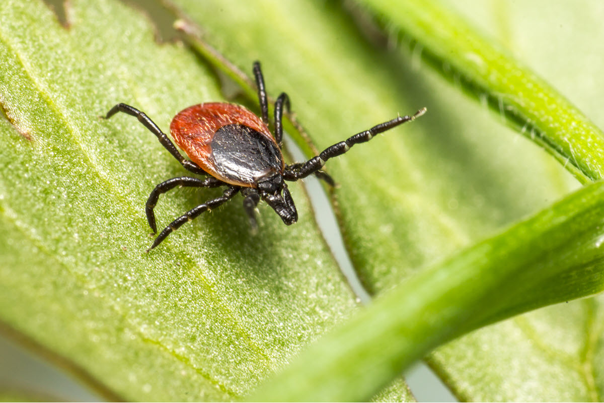 Уже 277 случаев укусов населения клещами зарегистрировано в Якутии