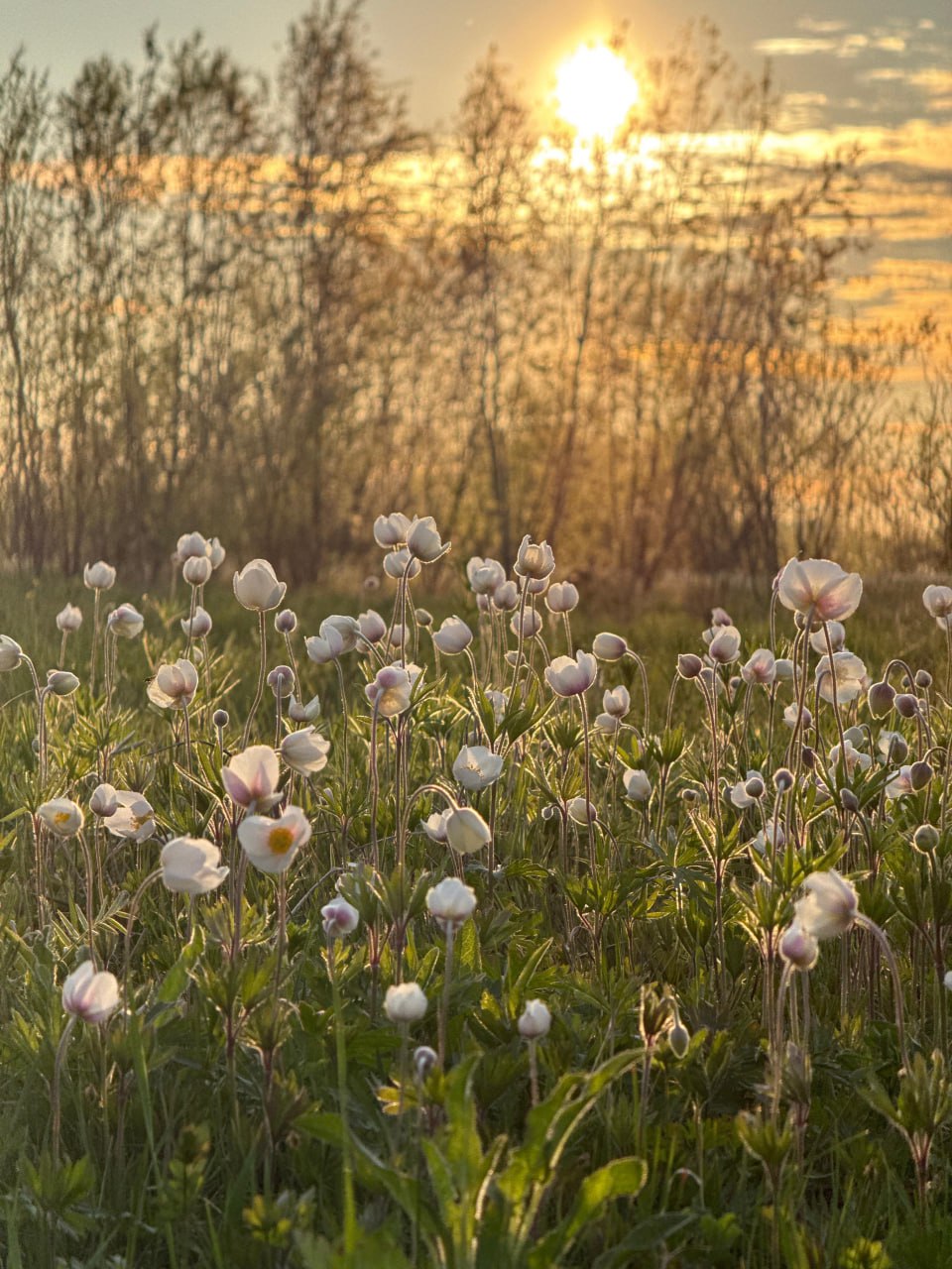 Прогноз погоды на июнь от народного синоптика Тараса Тарасова – Тускула