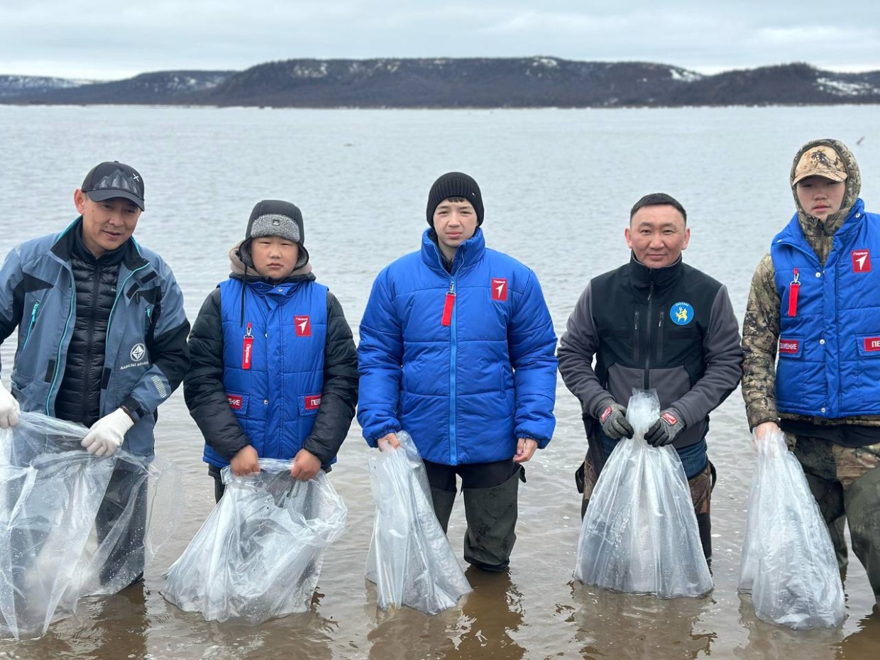 В реку Анабар выпустили почти полтора миллиона личинок чира
