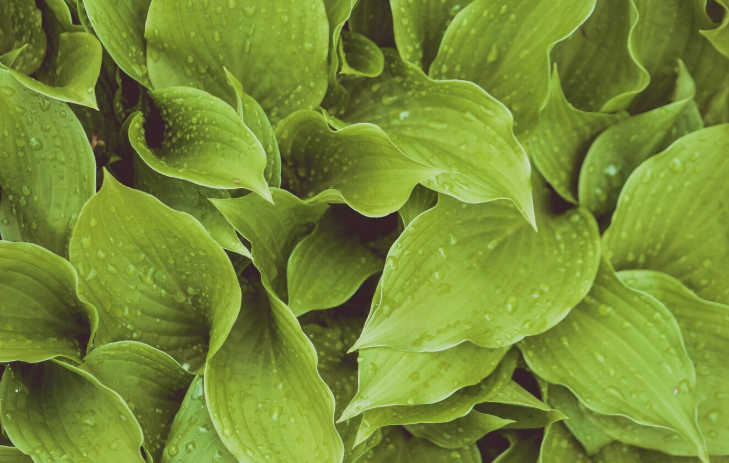 Ваши Хосты проживут дольше: правильный уход — срочно уберите из-под солнца