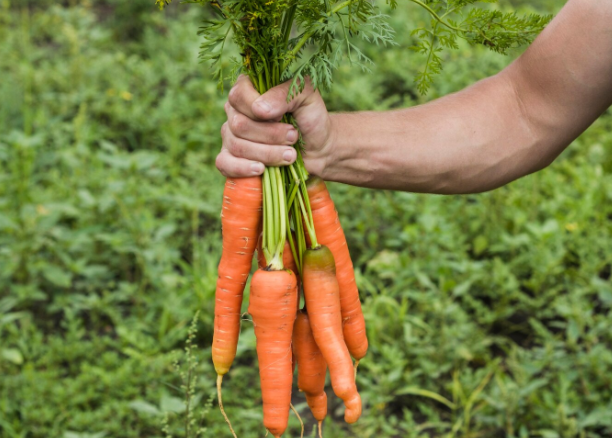 Ваша морковь будет сладкой: добавьте щепотку «волшебно соли» — выращиваем здоровый урожай