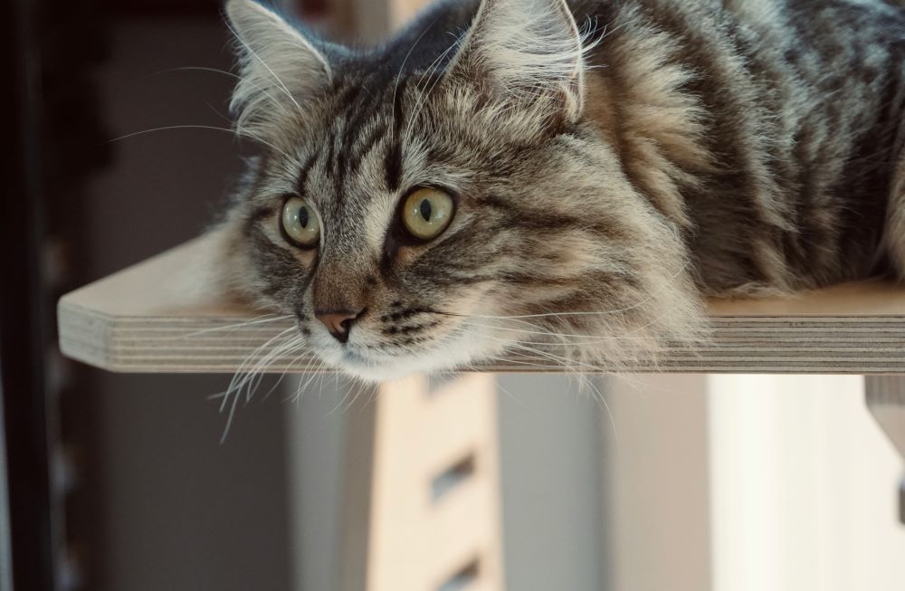 Кот наплакал: что делать, если ваша кошка злится, когда вас нет рядом — советы владельцам питомцев