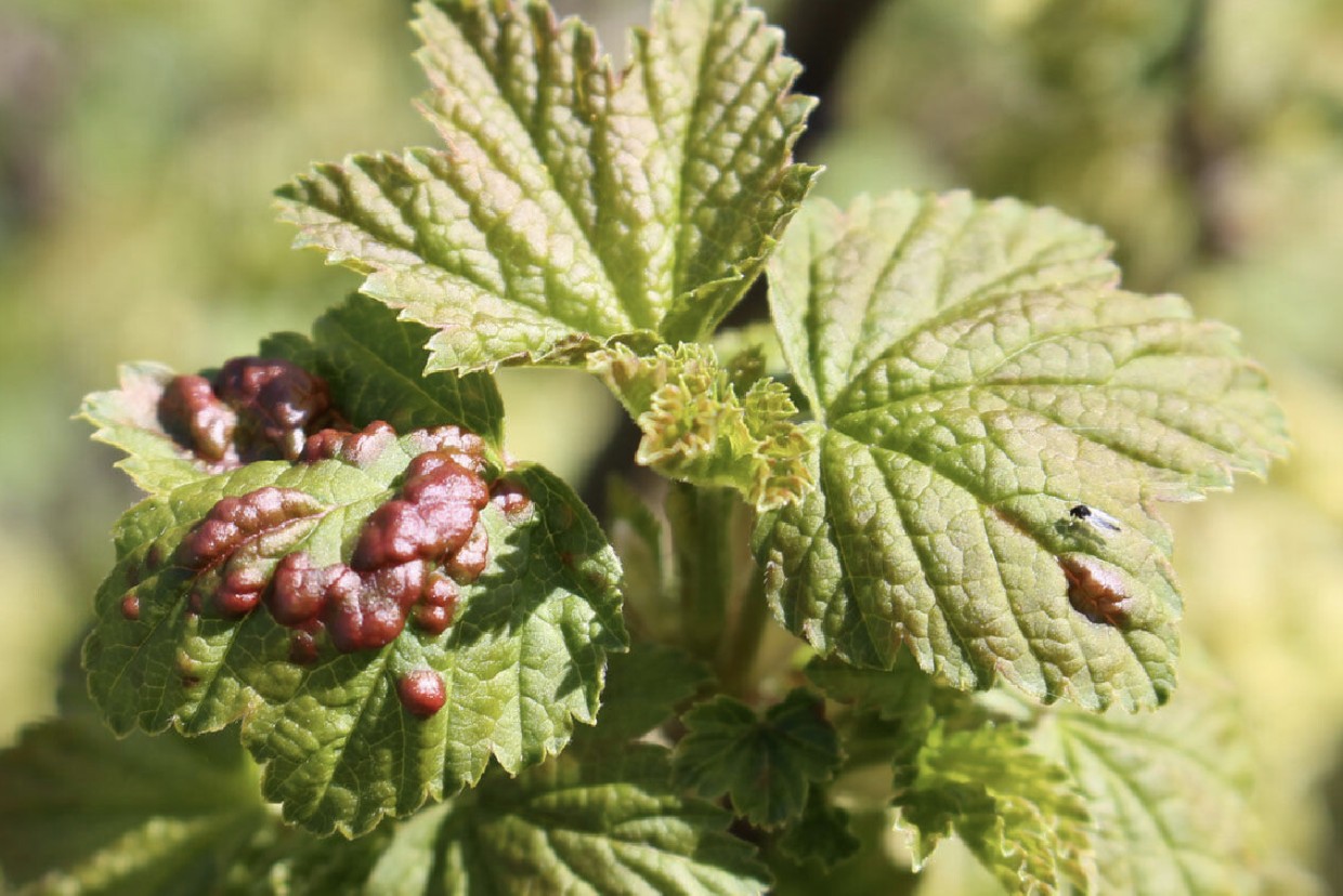 А пятна все краснее и краснее: смородина и крыжовник не больны — это опасный паразит или даже грибок