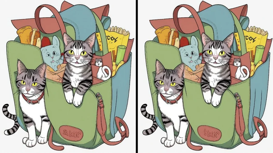 Кот в мешке, да не один: найдите 5 отличий за 1 минуту — головоломка для внимательных кошатников