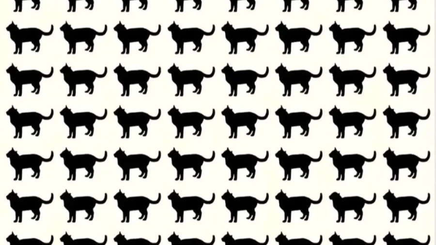 Мурлыкающий подвох: только гений увидит особенную кошку на этой картинке — головоломка на 25 секунд