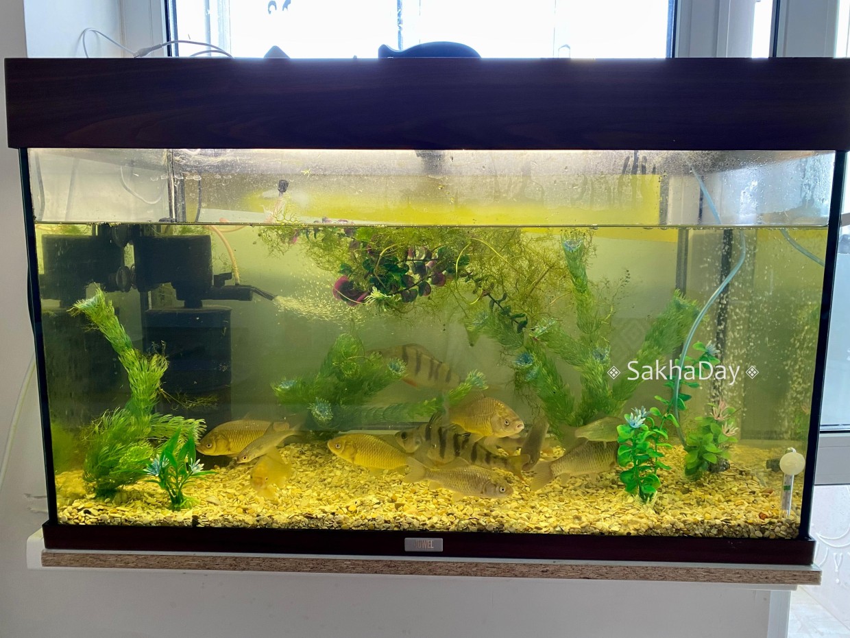 Фотофакт: Караси живут в аквариуме семьи Тобоховых