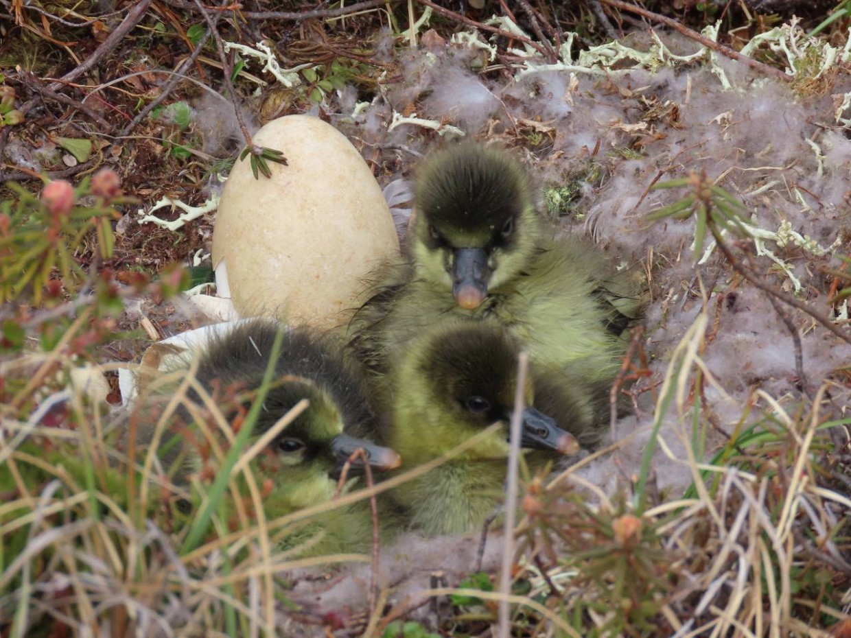 Фотофакт: милые гусята из Аллаиховского улуса