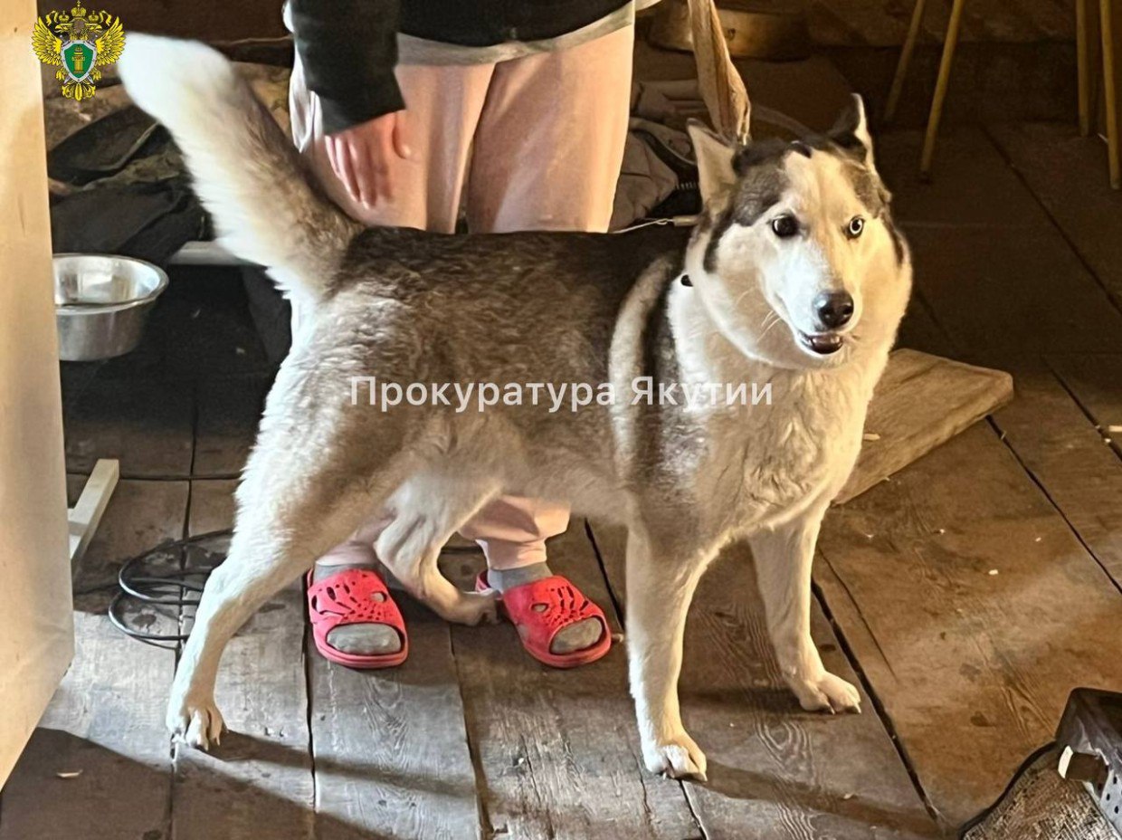 Жительница Якутска натравила собаку на участкового