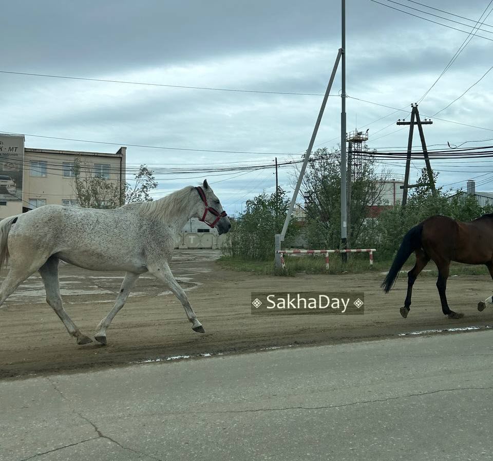 Кто виноват в авариях с лошадьми — водитель или табунщик?