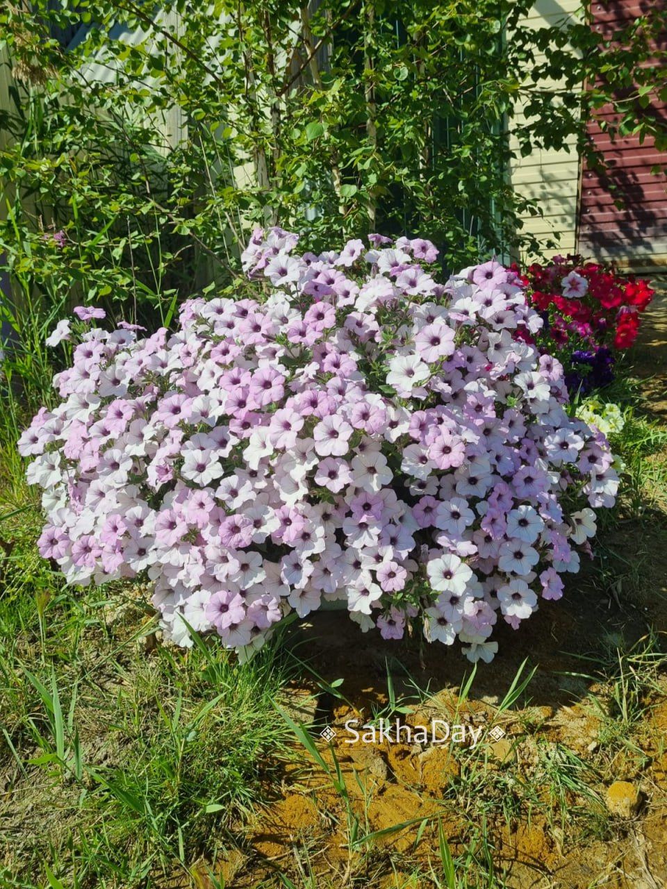 "Больше не буду высаживать цветы на этом участке". В Якутске дети продолжают красть цветы у известной цветочницы