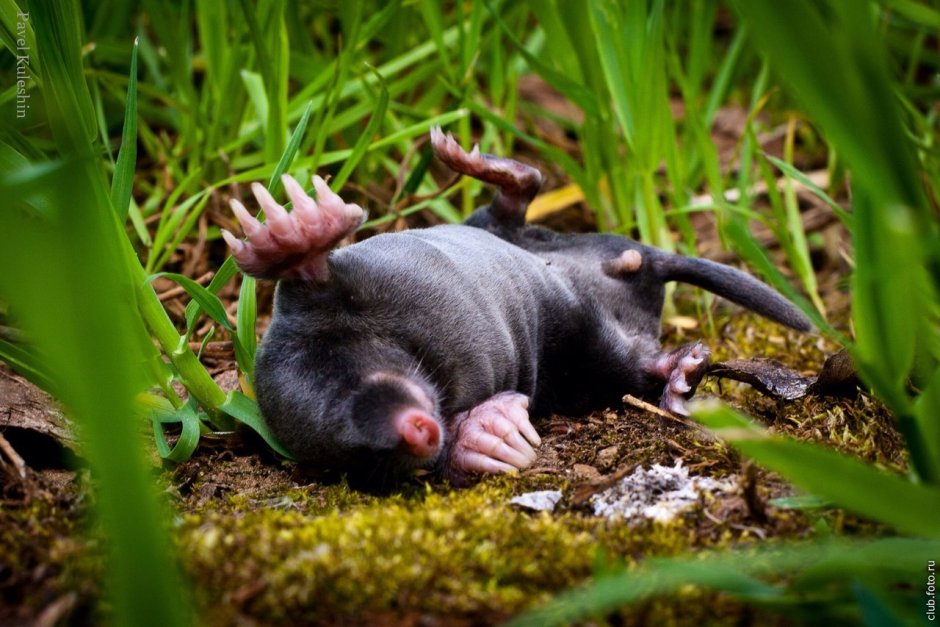 Крот уйдет навсегда: забудьте о тухлой рыбе и ядах — всего 1 простой способ спасет ваш газон, очень бюджетно и быстро