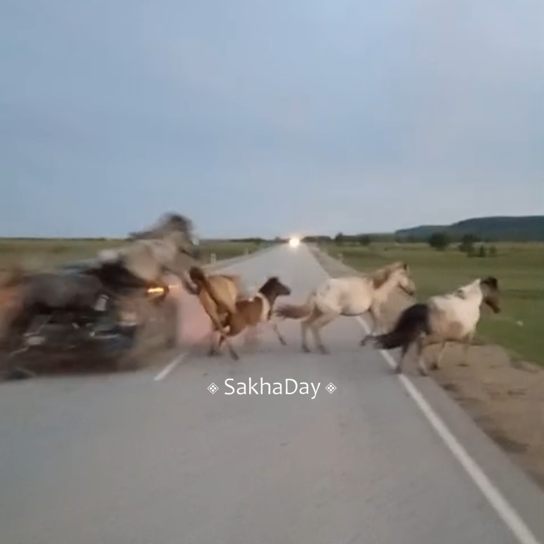 Автомобиль певца Джиды жестоко врезался в лошадей