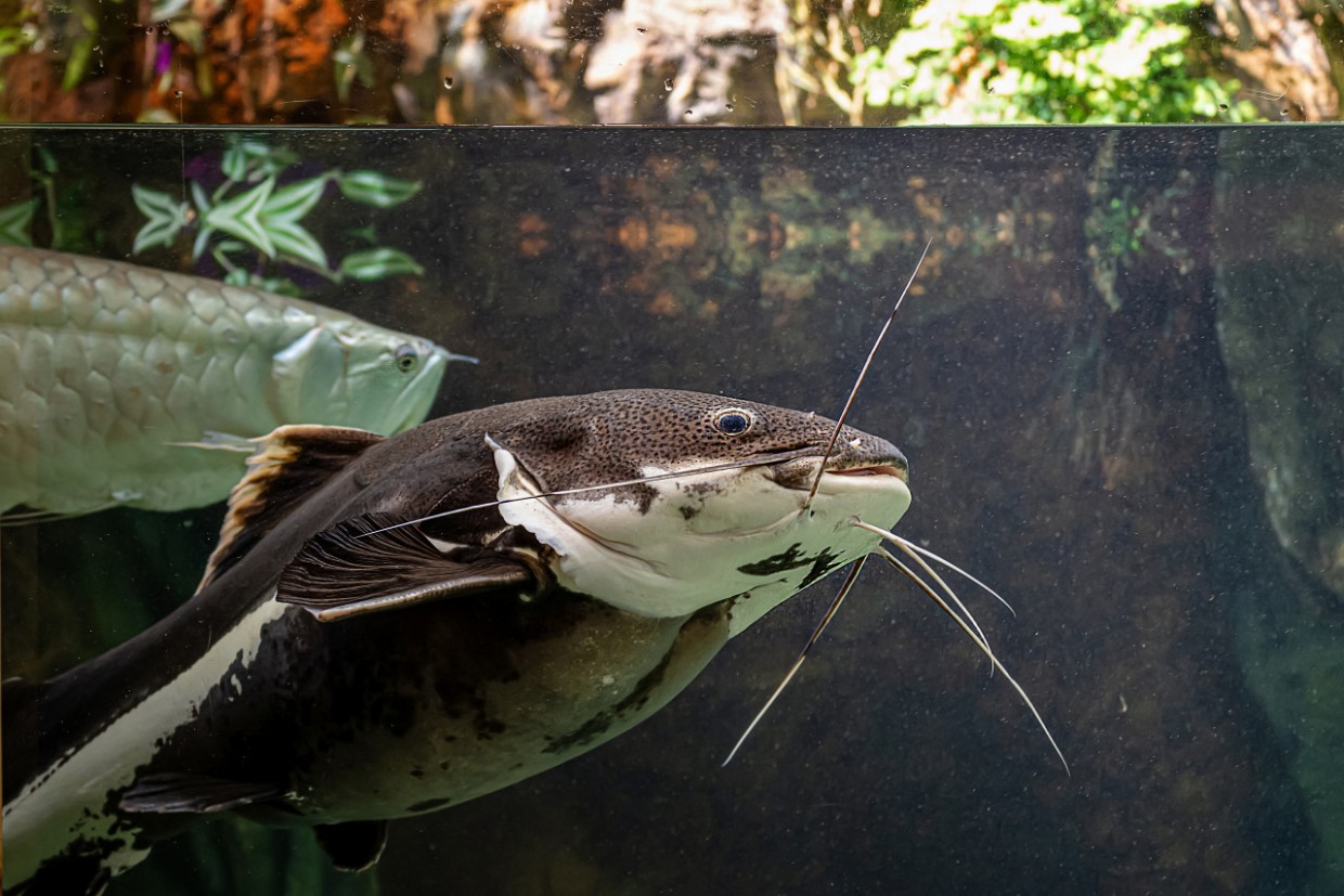 Выплюнь немедленно: почему собакам нельзя есть рыбу — не доводите до летального исхода