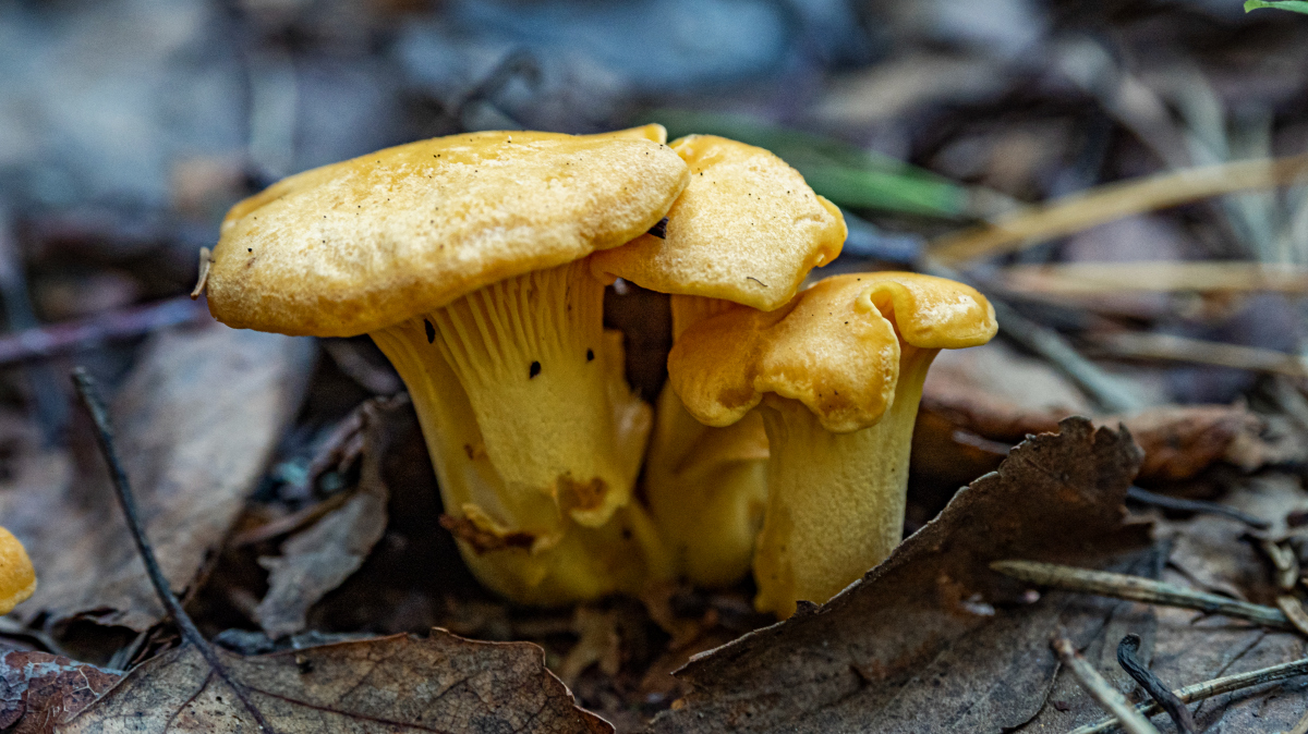 Под защитой природы: лисички — самый здоровый гриб: почему к ним никогда не пристают паразиты