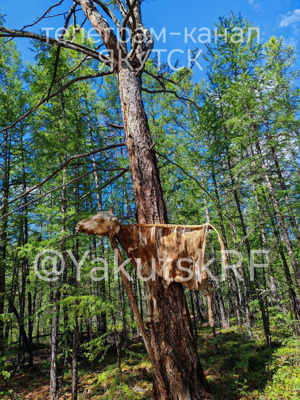 Шкура у дерева и коза на жерди. Древний ритуал в лесах Якутии