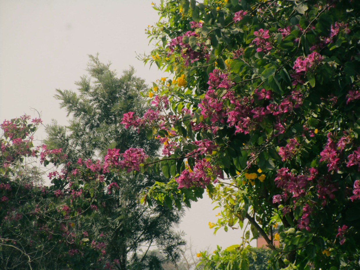 Зацветут пышным цветом: таких огромных гортензий вы еще не видели — 3 самых главных правила уважающего себя садовода