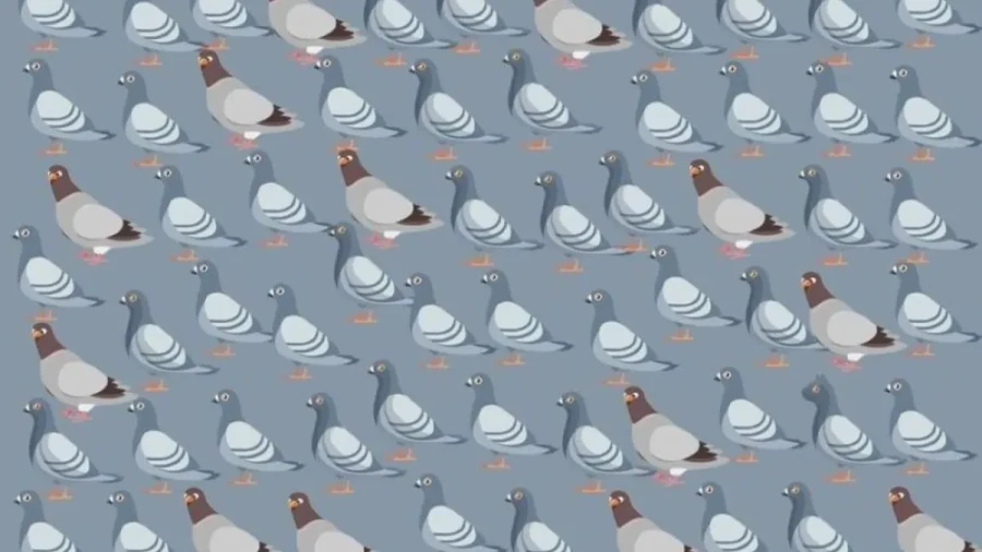 Голубятня какая-то: к птичкам ворвался хитрый хищник — найдите хвостатого за 13 секунд на картинке-головоломке