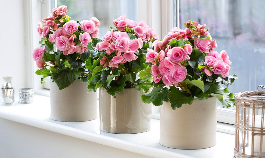 Цветочные близняшки: вы неправильно обрабатываете герань — неудивительно, вы наверняка перепутали ее с другим цветом