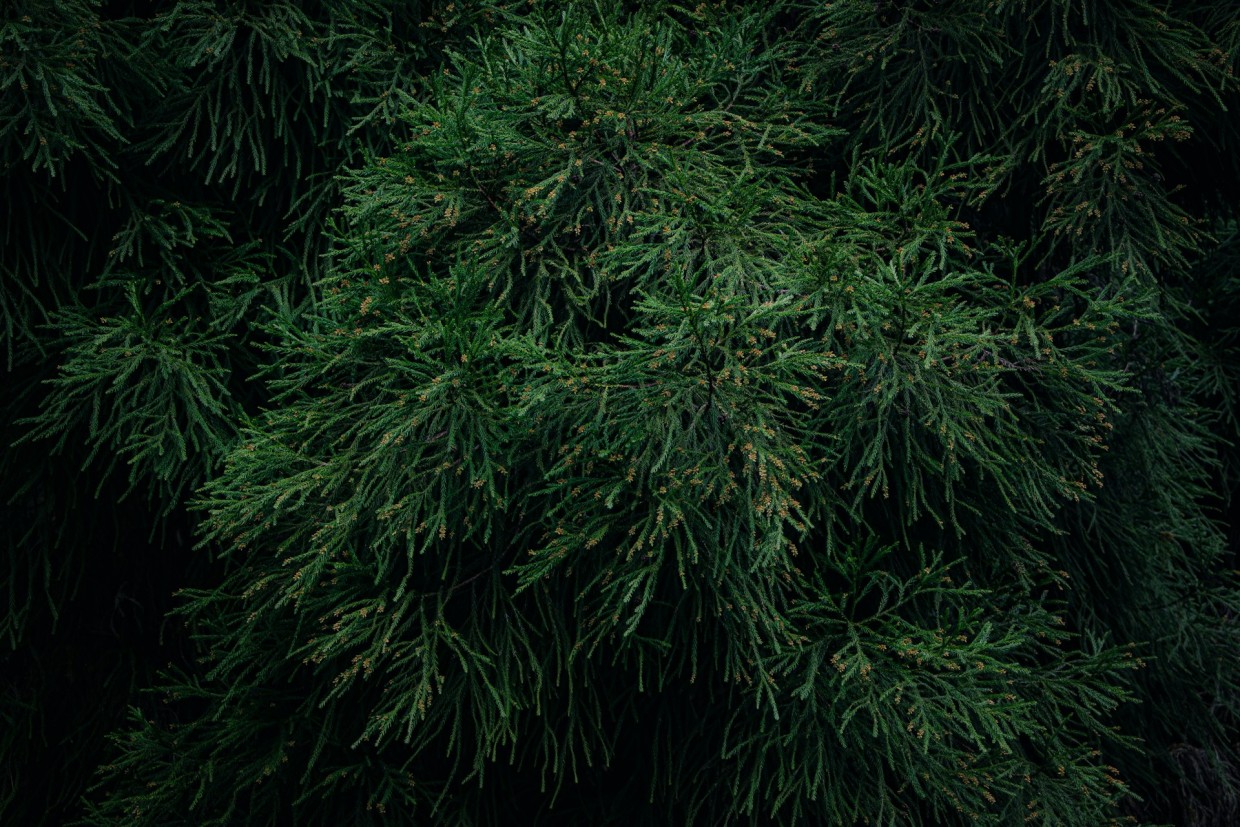 У вас все еще не посажена туя? Тогда мы идем к вам: шикарное хвойное — выглядит красиво, а требует очень мало