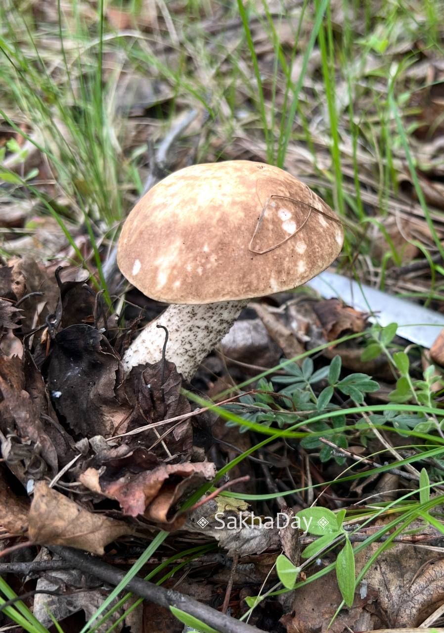 Прохладное лето подарило ранние грибы. В Якутии сезон "тихой охоты" в самом разгаре