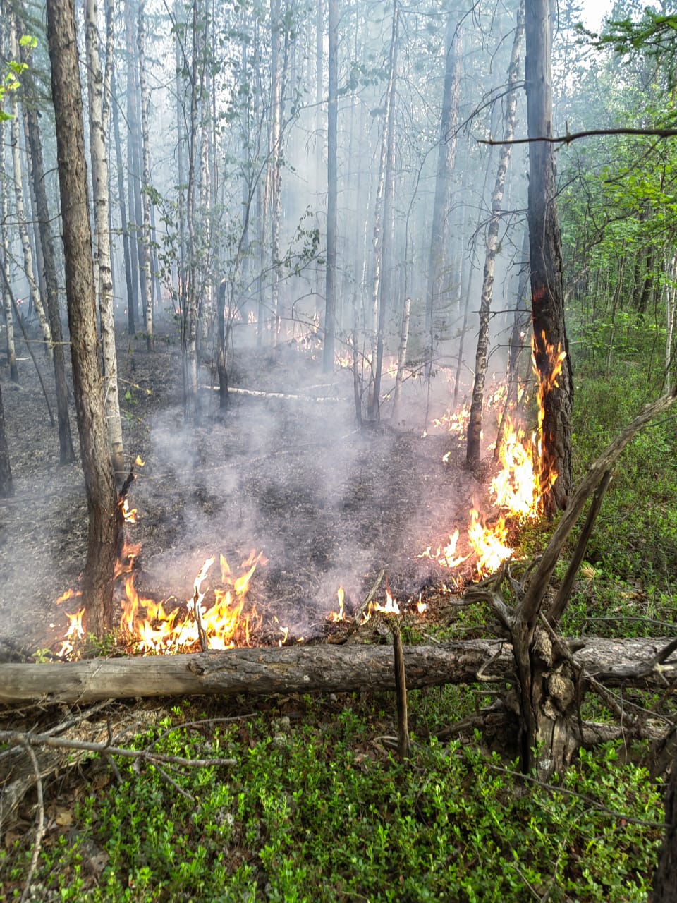 В Якутии действует 16 лесных пожаров