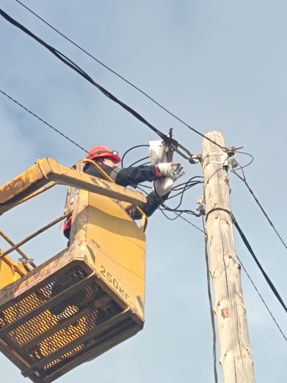 На  прииске Молодо спасли чайку