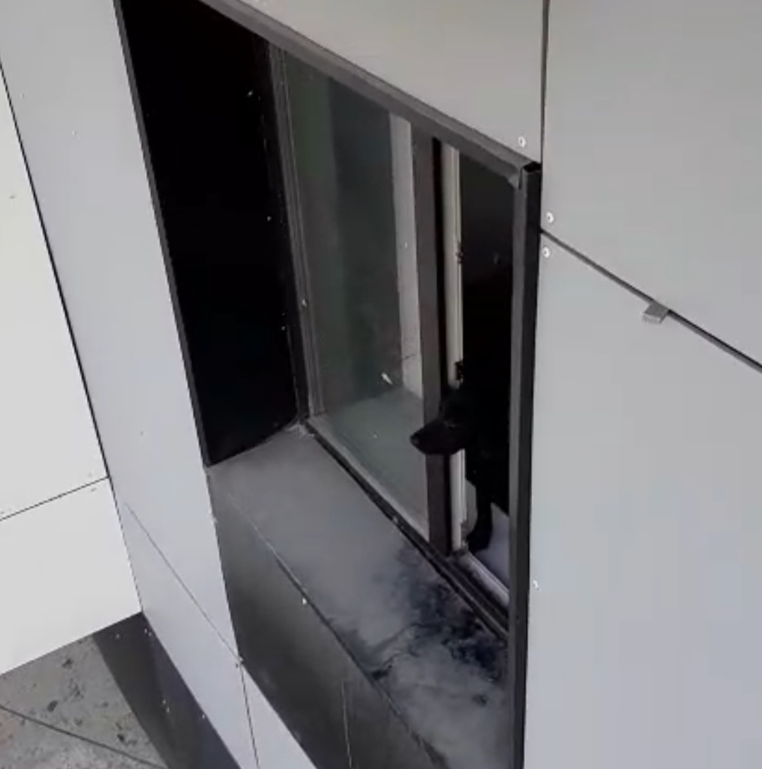 В Якутске собачников обвиняют в жестоком обращении: «Они бьют и спаивают хвостатых»