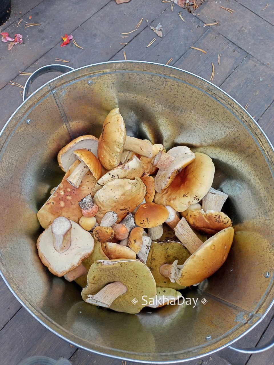 Грибное изобилие на Покровском тракте в Якутске. Урожай белых грибов на дачном участке